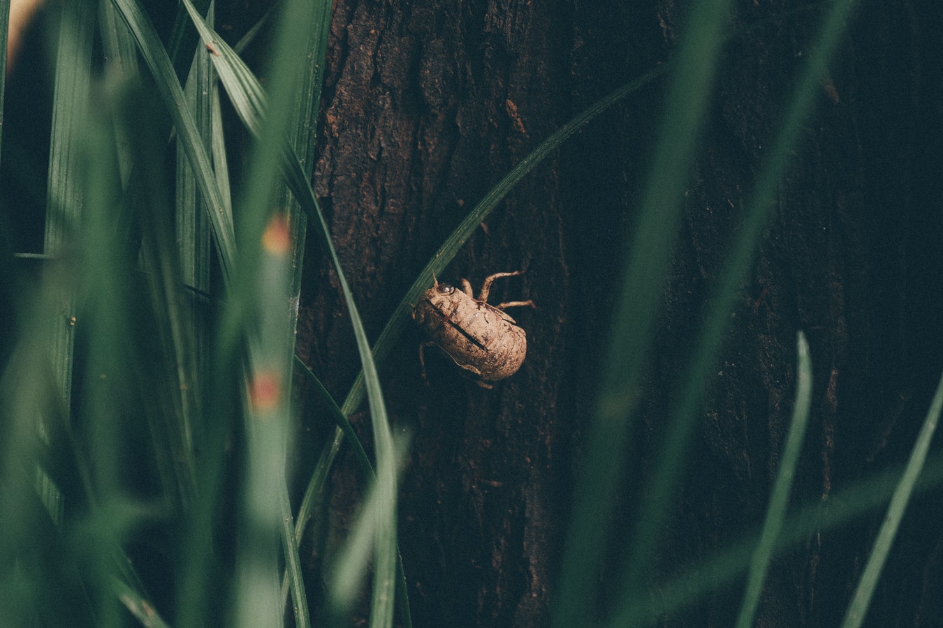 beetle on grass