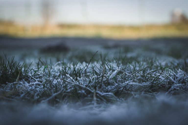 does-grass-die-in-winter-let-us-know-why-my-landscapers