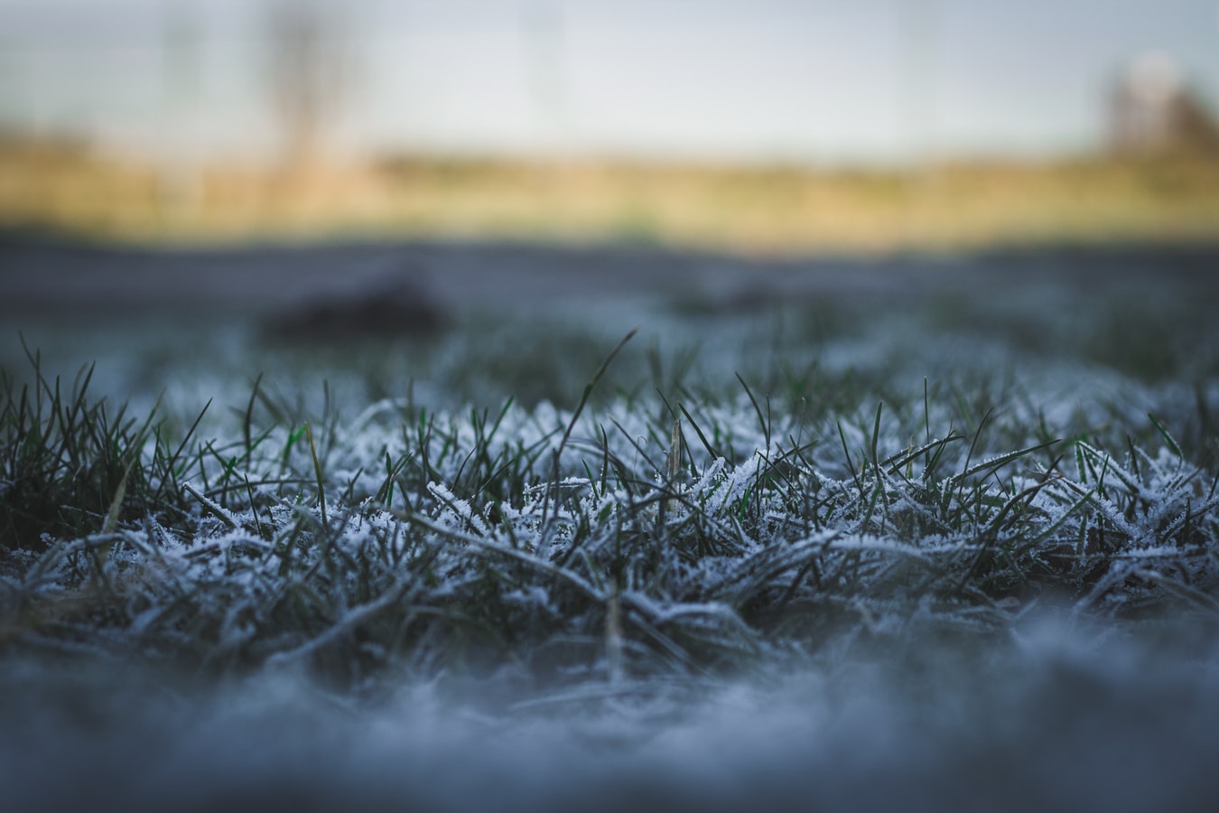 Frost on New Sodding Installation