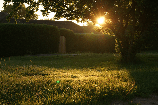 A shaded lawn with a tree