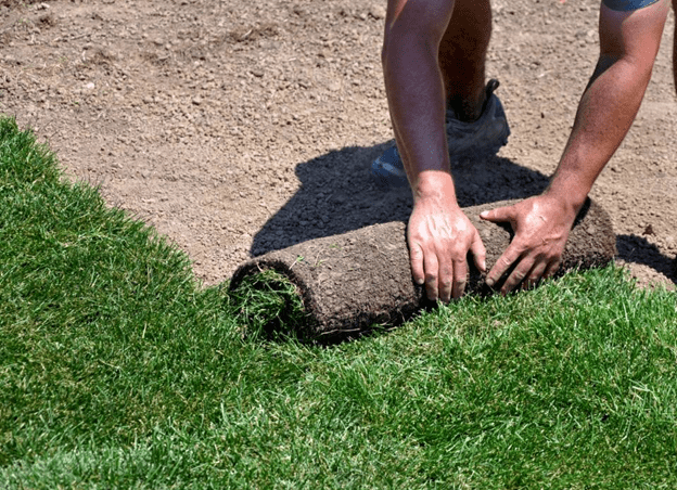 A man installing sod in a lawn