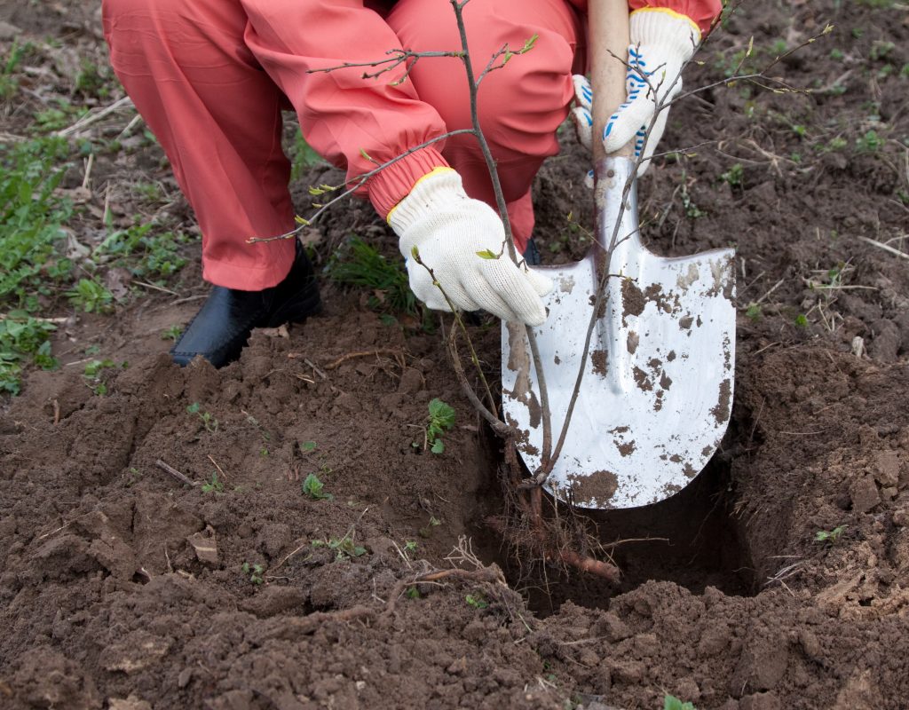 transplanting hydrangeas