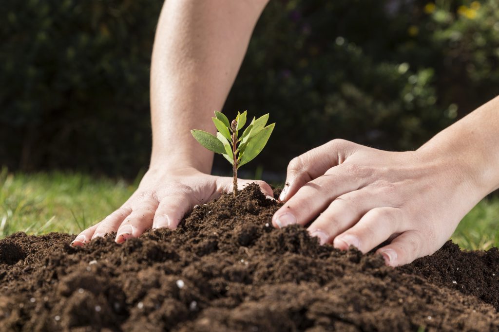 companion planting