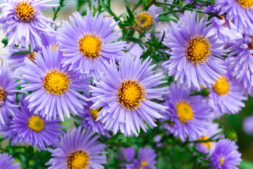 fall flowering perennials 