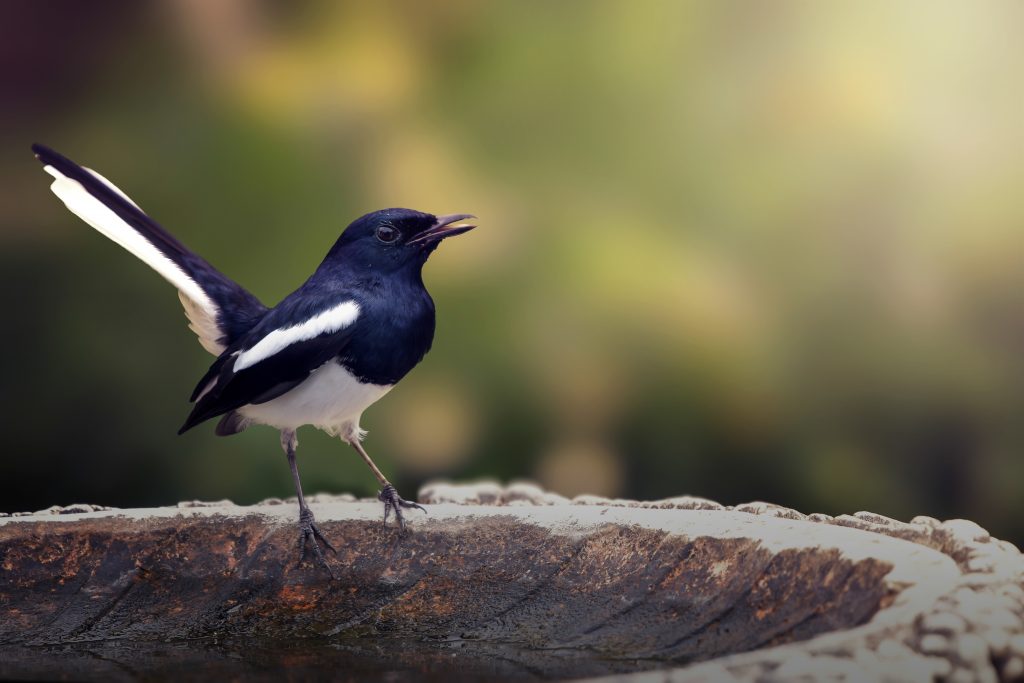 DIY birdbath 