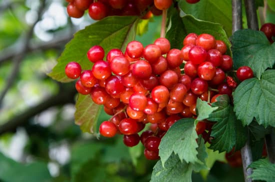 viburnum shrubs